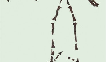 The 55-million-year-old skeleton of Primoptynx poliotauros. Image credit: Senckenberg Research Institute / Tränkner.