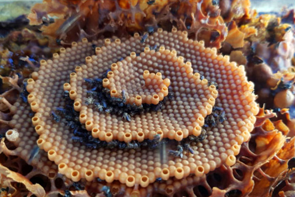 Tetragonula carbonaria. Image credit: Tim Heard.