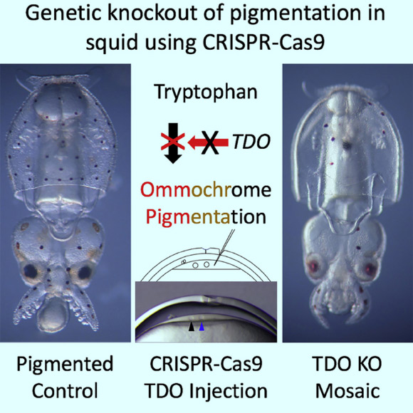 Crawford et al demonstrated that squid genes can be efficiently disrupted using the CRISPR-Cas9 system. Image credit: Crawford et al, doi: 10.1016/j.cub.2020.06.099.