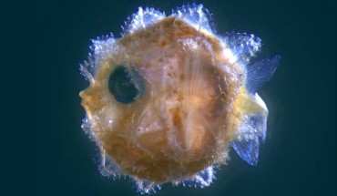 A larval sunfish (Mola sp.) collected off New South Wales coast, Australia. Image credit: Kerryn Parkinson / Australian Museum.