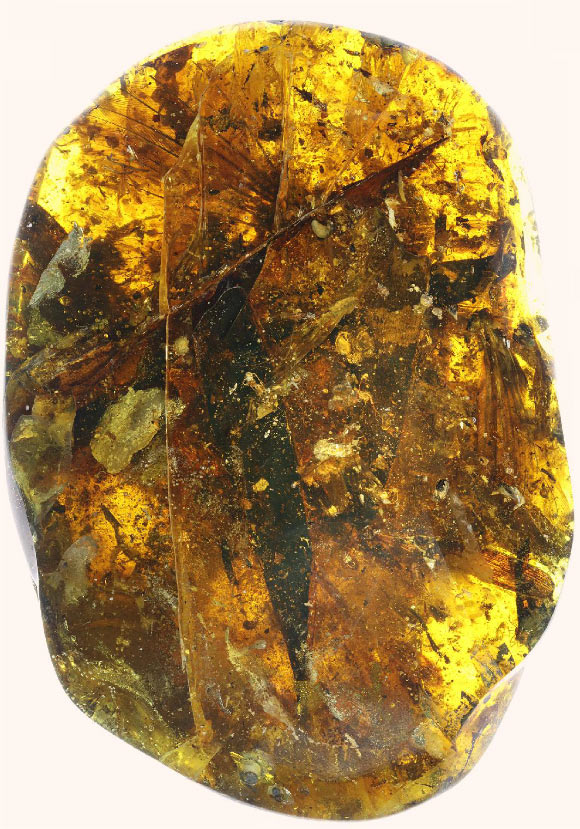 Photograph of the amber specimen from the Angbamo site, Myanmar. Scale bar - 5 cm. Image credit: Xing et al, doi: 10.3389/feart.2020.00264.