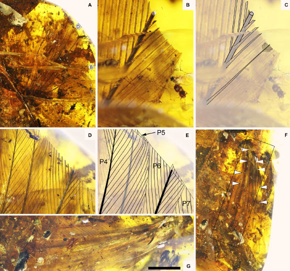 Plumage of the 99-million-year-old enantiornithine bird: (A) overview of the left wing; (B) close-up of a barb truncated at the amber surface; (C) interpretive diagram of (B) with examples of barb rami position and barbule position; (D) close-up of remiges superimposed and truncated by the surface of amber; (E) interpretive diagram of (D) highlighting the outline of the vanes as well as the position of the rami and the rachises; (F) overview of the right wing with arrowheads (white and white with a black contour) highlighting the position of two white bands; (G) close-up of the left wing. Scale bars - 10 mm in (A) 1 mm in (B), 3 mm in (D), and 5 mm in (F and G). Image credit: Xing et al, doi: 10.3389/feart.2020.00264.
