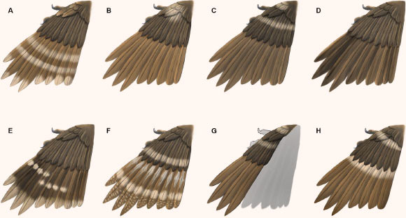 Reconstructions of primary plumage color patterns in the new (H) and other (A-G) enantiornithine birds from Burmese amber. Image credit: Xing et al, doi: 10.3389/feart.2020.00264.
