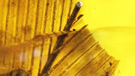 Plumage of the 99-million-year-old enantiornithine bird. Image credit: Xing et al, doi: 10.3389/feart.2020.00264.