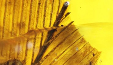 Plumage of the 99-million-year-old enantiornithine bird. Image credit: Xing et al, doi: 10.3389/feart.2020.00264.