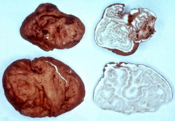 Tuber luomae. Image credit: Oregon State University.