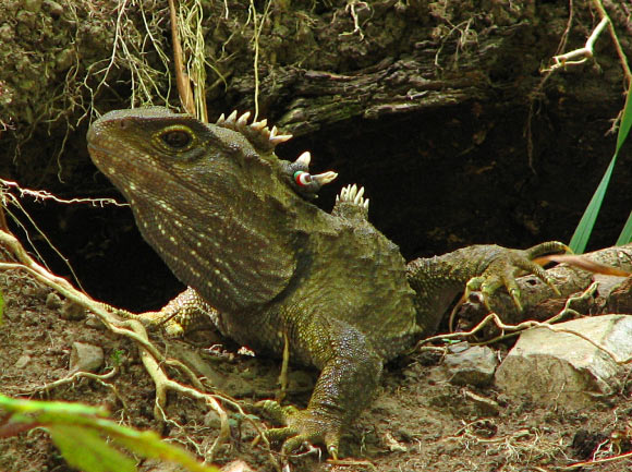 The tuatara (Sphenodon punctatus). Imager credit: Michael Hamilton, Digitaltrails / CC BY-SA 3.0.