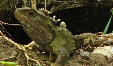 The tuatara (Sphenodon punctatus). Imager credit: Michael Hamilton, Digitaltrails / CC BY-SA 3.0.