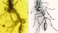 A worker of the hell ant Ceratomyrmex ellenbergeri grasping a nymph of Caputoraptor elegans preserved in amber from Myanmar. Image credit: New Jersey Institute of Technology / Chinese Academy of Sciences / University of Rennes.