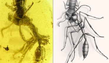 A worker of the hell ant Ceratomyrmex ellenbergeri grasping a nymph of Caputoraptor elegans preserved in amber from Myanmar. Image credit: New Jersey Institute of Technology / Chinese Academy of Sciences / University of Rennes.