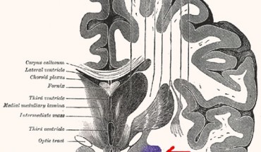 Coronal section of the human brain; amygdala is colored in purple; from Anatomy of the Human Body by Henry Gray.