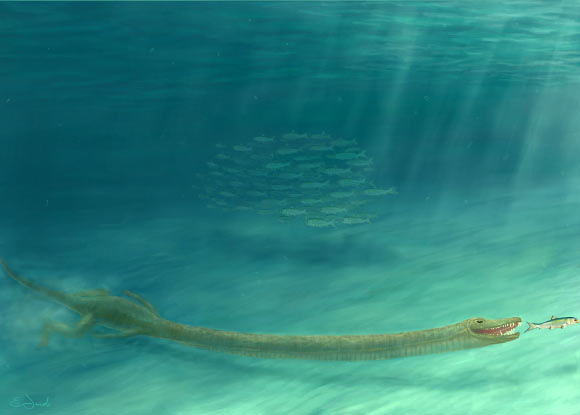 Tanystropheus hydroides. Image credit: Emma Finley-Jacob.