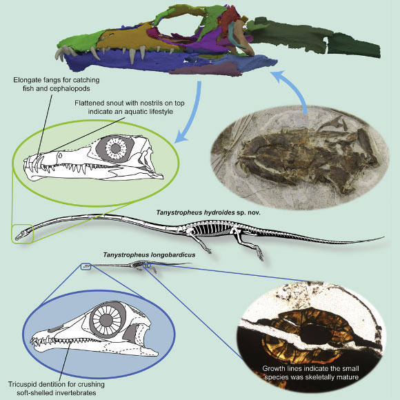 Two species of Tanystropheus co-occurred in a Middle Triassic coastal habitat. Image credit: Spiekman et al, doi: 10.1016/j.cub.2020.07.025.