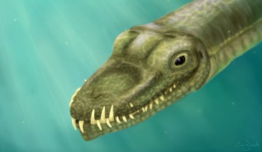 Tanystropheus hydroides. Image credit: Emma Finley-Jacob.