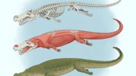 An illustration of Deinosuchus. Image credit: Tyler Stone, tylerstoneart.wordpress.com.