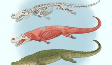 An illustration of Deinosuchus. Image credit: Tyler Stone, tylerstoneart.wordpress.com.