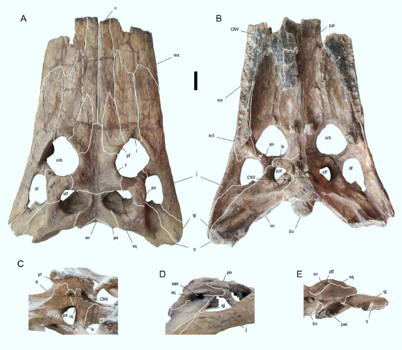 Deinosuchus schwimmeri skull: (A) dorsal view, (B) ventral view, (C) lateral view of braincase elements, (D) lateral view of otic region elements, (E) posterior view of skull. Abbreviations: bo – basioccipital, CNV - cranial nerve V, eao - external auditory opening, ect – ectopterygoid, eo – exoccipital, f – frontal, itf - infratemporal fenestra, j – jugal, l – lacrimal, ls – laterosphenoid, mx – maxilla, n – nasal, og - ophthalmic groove, orb – orbit, pa – parietal, pal – palatine, pas - paranasal air sinus, pf – prefrontal, po – postorbital, pot – prootic, pt – pterygoid, ptf - posttemporal fenestra, q – quadrate, qj – quadratojugal, so – supraoccipital, sq – squamosal, stf - supratemporal fenestra. Scale bar - 5 cm. Image credit: Cossette & Brochu, doi: 10.1080/02724634.2020.1767638.