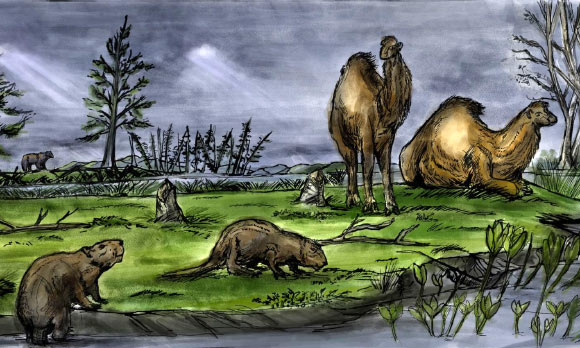 Dipoides beavers lived approximately 4 million years ago at the Beaver Pond site on Ellesmere Island. Image credit: Luke Dickey.