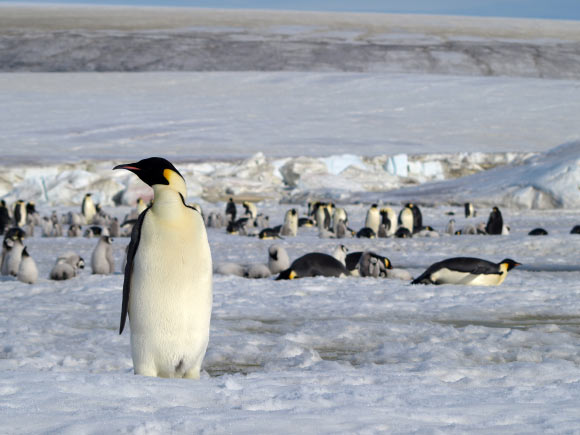 Emperor penguins (Aptenodytes forsteri). Image credit: British Antarctic Survey.