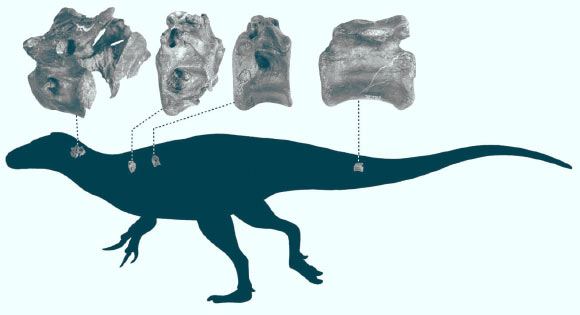 Silhouette of Vectaerovenator inopinatus indicating where the bones are from. Image credit: Darren Naish.