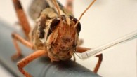 An American grasshopper with an improved brain sensor implant. Image credit: Raman Lab / Washington University in St. Louis.