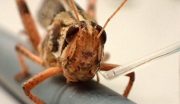 An American grasshopper with an improved brain sensor implant. Image credit: Raman Lab / Washington University in St. Louis.
