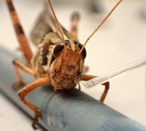 An American grasshopper with an improved brain sensor implant. Image credit: Raman Lab / Washington University in St. Louis.
