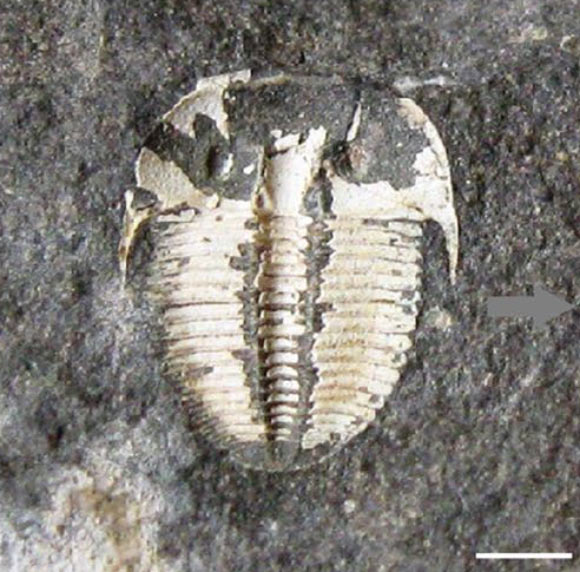 The 429-million-year-old specimen of Aulacopleura koninckii investigated by Choenemann & Clarkson. Scale bar - 2.5 mm. Image credit: Choenemann & Clarkson, doi: 10.1038/s41598-020-69219-0.