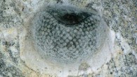 Left eye of Aulacopleura koninckii. Image credit: Choenemann & Clarkson, doi: 10.1038/s41598-020-69219-0.