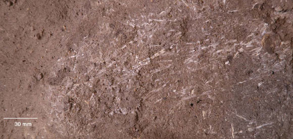 Horizontal field view of 200,000-year-old silicified bedding in Border Cave, South Africa. Scale bar - 30 mm. Image credit: Wadley et al, doi: 10.1126/science.abc7239.
