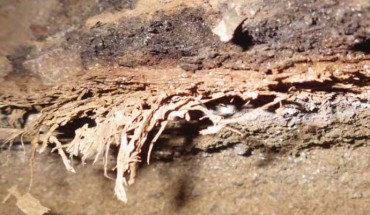 Vertical field section of 43,000-year-old bedding grass from Border Cave, South Africa. Scale bar - 10 mm. Image credit: Wadley et al, doi: 10.1126/science.abc7239.