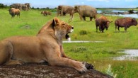 A British Pleistocene landscape during an interglacial with cave lion (Panthera spelaea), straight-tusked elephants (Palaeoloxodon antiquus), narrow-nosed rhinoceros (Stephanorhinus hemitoechus), steppe bison (Bison priscus), aurochs (Bison primigenius) and hippopotamus (Hippopotamus amphibius). Image credit: Roman Uchytel, via the Netherlands Institute of Ecology.