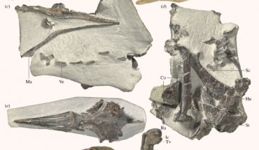 Holotype specimen of Eudyptes atatu: (a) right lateral view of skull and block with (c) mandible and (d) postcranial elements; (b) right lateral view of the Snares crested penguin (Eudyptes robustus) for comparison. Referred material of Eudyptes atatu including (e) dorsal view of skull, (f) left lateral view of skull, (g) right humerus caudal view, and (h) dorsal and (i) plantar views of right tarsometatarsus. Image credit: Jean-Claude Stahl, Museum of New Zealand Te Papa Tongarewa / R. Paul Scofield, Canterbury Museum.