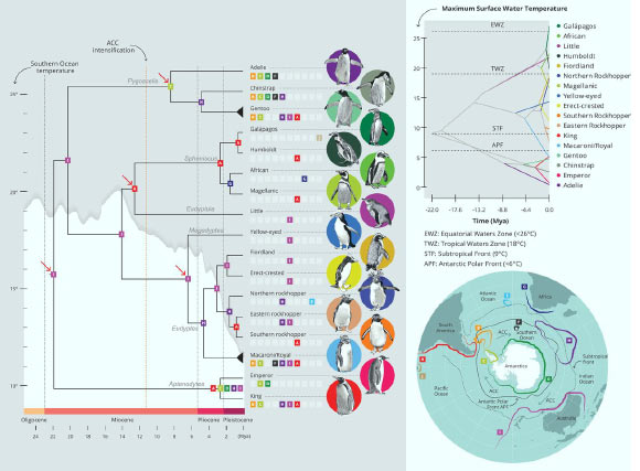 Evolutionary history of penguins. Image credit: Vianna et al, doi: 10.1073/pnas.2006659117.