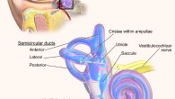Inner ear anatomy. Image credit: Medical Gallery of Blausen Medical 2014, doi: 10.15347/wjm/2014.010.