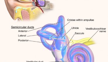 Inner ear anatomy. Image credit: Medical Gallery of Blausen Medical 2014, doi: 10.15347/wjm/2014.010.
