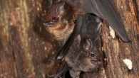 Mother-pup pair of the greater sac-winged bat (Saccopteryx bilineata) in their daytime roost. The pup (dark fur color) is holding on to the mother’s belly (light fur color). Image credit: Michael Stifter.