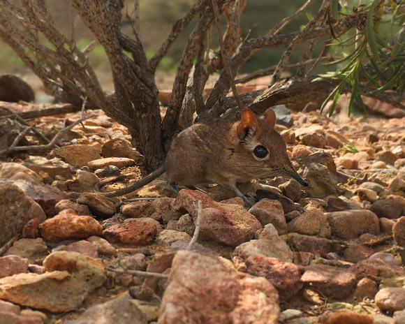 A Somali sengi (Galegeeska revoilii) at the Assamo locality in Djibouti. As is observed in other sengi species, Somali sengis have some variation in pelage colors. These differences seem to correspond to the color variation of substrates between occurrence localities. At the Assamo site, in the extreme southeastern corner of Djibouti, sengi habitats are comprised of rocks with more rusty coloration than elsewhere in the country. Compared to other Djiboutian sites, sengis from Assamo have dorsal pelage hairs with more pronounced reds. Image credit: Steven Heritage.