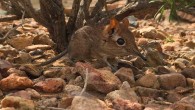 A Somali sengi (Galegeeska revoilii) at the Assamo locality in Djibouti. As is observed in other sengi species, Somali sengis have some variation in pelage colors. These differences seem to correspond to the color variation of substrates between occurrence localities. At the Assamo site, in the extreme southeastern corner of Djibouti, sengi habitats are comprised of rocks with more rusty coloration than elsewhere in the country. Compared to other Djiboutian sites, sengis from Assamo have dorsal pelage hairs with more pronounced reds. Image credit: Steven Heritage.