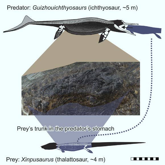 Jiang et al report a fossil that likely represents the oldest evidence for predation on megafauna, i.e., animals equal to or larger than humans, by marine tetrapods -- a thalattosaur in the stomach of a Middle Triassic ichthyosaur. Image credit: Jiang et al, doi: 10.1016/j.isci.2020.101347.