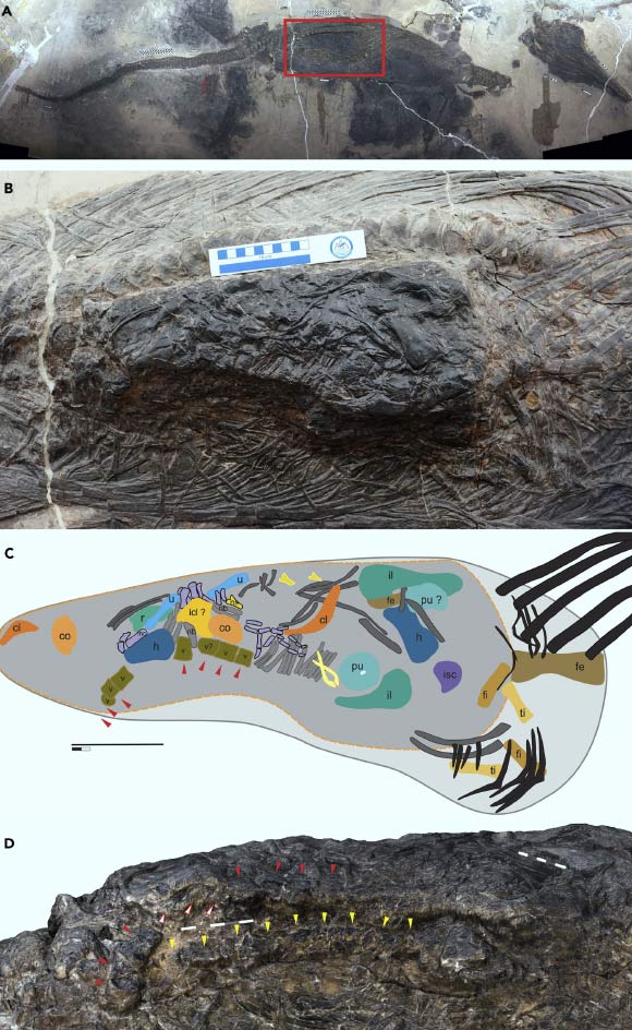 The skeleton of Guizhouichthyosaurus and its stomach contents: (A) the specimen; (B) close-up of the stomach area, highlighted by red rectangle in (A); (C) line drawing to show selected bone elements of prey in (B); (D) 3D rendering showing the ventral side view of the bromalite, revealing two strings of vertebrae. Red triangles point at the vertebrae that can been seen from the top surface, and white triangles with red outlines mark three vertebrae that are hidden by the humerus. Yellow triangles point to the vertebrae of the second string. Abbreviations: cl - clavicle, color in dark orange; co - coracoid, in light orange; fe - femur, in tan; fi - fibula, in goldenrod; h - humerus, in blue; icl - interclavicle, in yellow; il - ilium, in dark green; isc - ischium, in purple; mt - metacarpal, and all possible digit elements in light purple; ns - neural spine, in light yellow; pu - pubis, in light green; r - radius, in light green; ti - tibia, in khaki; u - ulna, in light blue; v - vertebral centrum, in dark gold. Bones in dark gray and gray, ribs of thalattosaur Xinpusaurus xingyiensis. Bones in black, ribs, and gastralia of ichthyosaur Guizhouichthyosaurus. Scale bars - 25 cm in (A), 10 cm in (B and C), and 5 cm in (D). Image credit: Jiang et al, doi: 10.1016/j.isci.2020.101347.