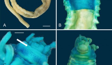 Light microscope images of Melinnopsis gardelli: (A) holotype, lateral view of complete specimen; (B) holotype, dorsal view of anterior region, arrow indicates postbranchial dorsal membrane; (C) holotype prostomium, arrow indicates slightly raised lip; (D) lateral view of anterior region, arrows indicate acicular neurochaetae and (E) ventral view of anterior region showing ventral shields. Scale bars - 1 mm. Image credit: Gunton et al, doi: 10.3853/j.2201-4349.72.2020.1763.