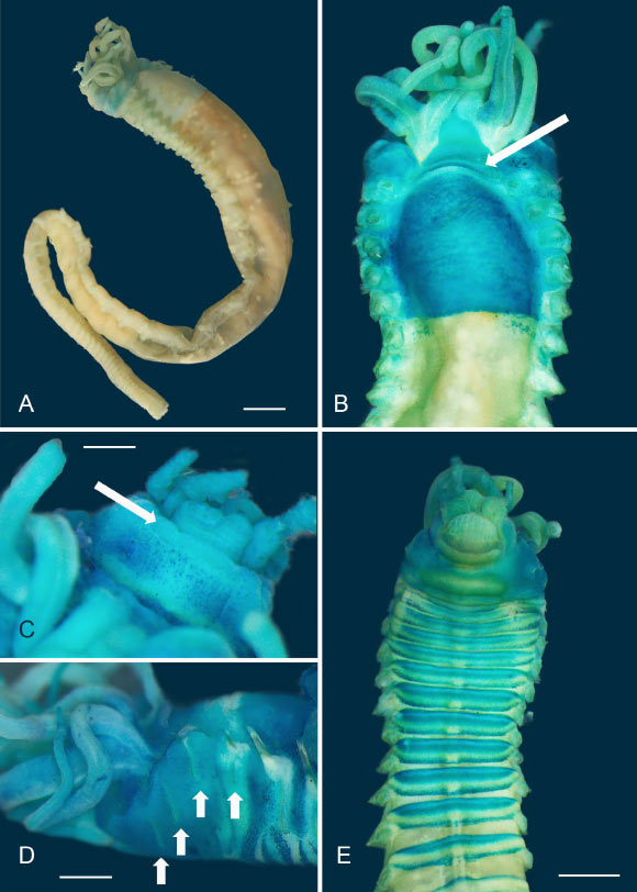 Light microscope images of Melinnopsis gardelli: (A) holotype, lateral view of complete specimen; (B) holotype, dorsal view of anterior region, arrow indicates postbranchial dorsal membrane; (C) holotype prostomium, arrow indicates slightly raised lip; (D) lateral view of anterior region, arrows indicate acicular neurochaetae and (E) ventral view of anterior region showing ventral shields. Scale bars - 1 mm. Image credit: Gunton et al, doi: 10.3853/j.2201-4349.72.2020.1763.