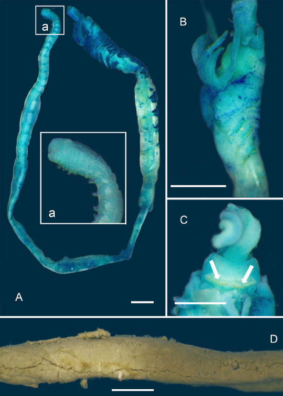 Light microscope images of Melinnopsis chadwicki: (A) holotype, lateral view of entire specimen, (a) pygidium; (B) holotype, lateral view of anterior part; (C) prostomium, arrows indicate transverse nuchal organs; (D) holotype, sediment tube. Scale bars - 1 mm in (A and B), 0.5 mm in (C) and 2 mm in (D). Image credit: Gunton et al, doi: 10.3853/j.2201-4349.72.2020.1763.