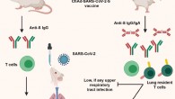 Immunization with ChAd-SARS-CoV-2-S induces both neutralizing antibody and antigen-specific CD8+ T cell responses. While a single intramuscular immunization of ChAd-SARS-CoV-2-S confers protection against SARS-CoV-2 infection and inflammation in the lungs, intranasal delivery of the vaccine induces mucosal immunity, provides superior protection, and possibly promotes sterilizing immunity, at least in mice that transiently or stably express the hACE2 receptor. Image credit: Hassan et al, doi: 10.1016/j.cell.2020.08.026.