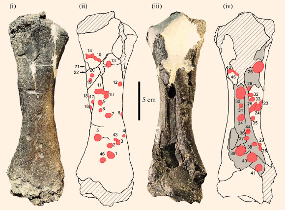 Left tibia of Pseudoprepotherium and mapping of the bite marks: photograph and schematic drawing in anterior (i and ii) and posterior (iii and iv) views. Image credit: François Pujos & Rodolfo Salas-Gismondi, doi: 10.1098/rsbl.2020.0239.