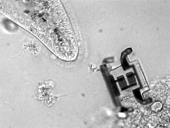 The robots developed by Miskin et al are roughly the same size as microorganisms like Paramecium. Image credit: Miskin et al, doi: 10.1038/s41586-020-2626-9.
