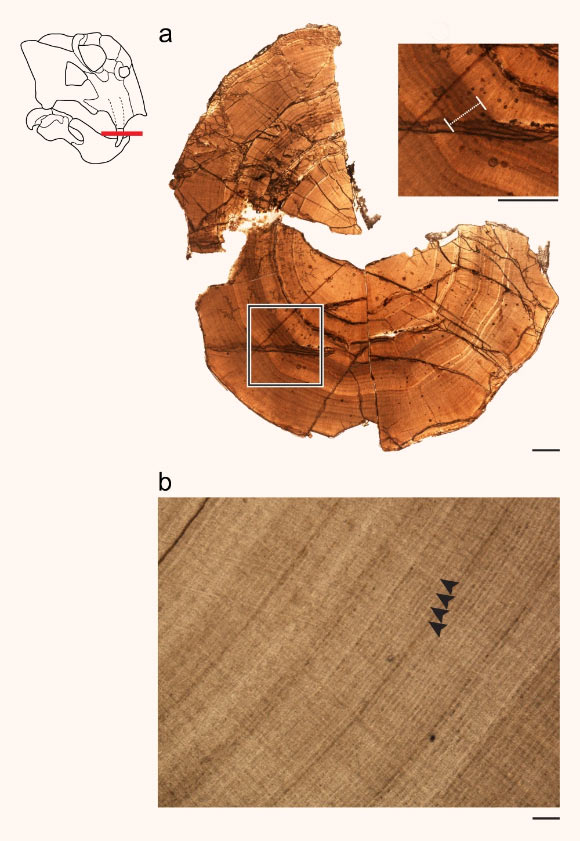 Measurements for stress and regular growth were recorded from the tusks of Lystrosaurus: (a) a cross-section of the Antarctic specimen with a ‘hibernation zone’ highlighted at a higher magnification. Scale bars - 1,000 μm; (b) well-preserved regular incremental growth marks from the South African specimen, lacking ‘hibernation zones.’ Arrows denote individual lines with an average spacing of 16-20 μm. Scale bar - 100 μm. Image credit: Whitney & Sidor, doi: 10.1038/s42003-020-01207-6.