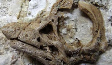 Magnified perspective of the titanosaurian embryonic skull with the preorbital and orbital region in left lateral view. Image credit: Kundrat et al, doi: 10.1016/j.cub.2020.07.091.