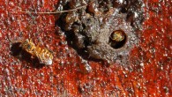 A guard bee standing next to the entrance hole of the Frieseomelitta varia colony. Image credit: Bibafu / CC BY-SA 3.0.